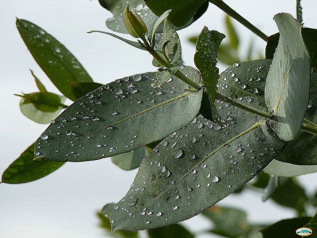 Repelentes naturales a base de eucalipto, muña y molle