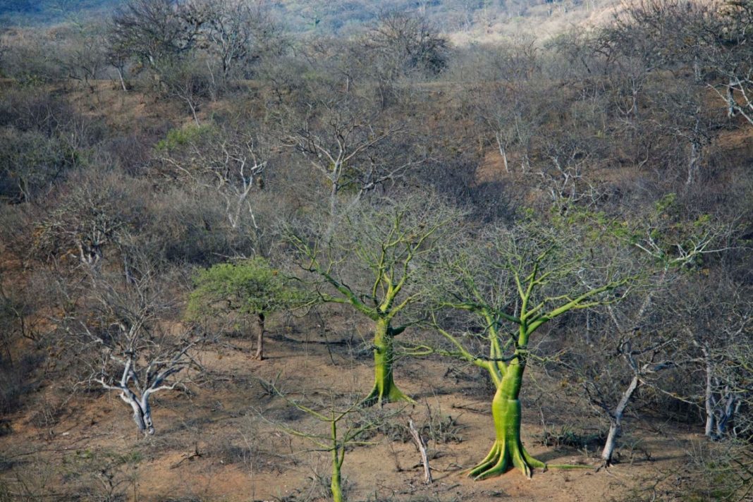 Cerros De Amotape Donde Los Bosques Se Unen Al Mar