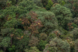 Con 27 mil 107. 45 hectáreas, constituye el área de conservación más grande de la región Piura. Foto: Naturaleza y Cultura