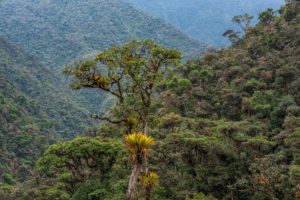 El área de conservación Chicuate Chinguellas alberga una población de 4900 habitantes y se ubica en la comunidad campesina Segunda y Cajas. Foto: Naturaleza y Cultura