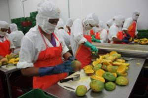 El mango piurano se envía como fruta fresca, congelada y también deshidratada. Foto: Andina