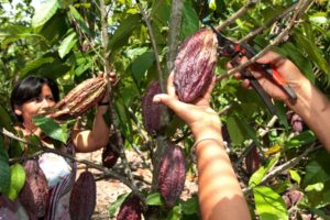 El principal mercado del cacao piurano es Europa, donde destaca por su calidad.