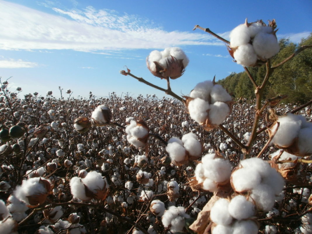 Mincetur repotenciará la producción de algodón en la región 