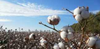 Mincetur repotenciará la producción de algodón en la región 
