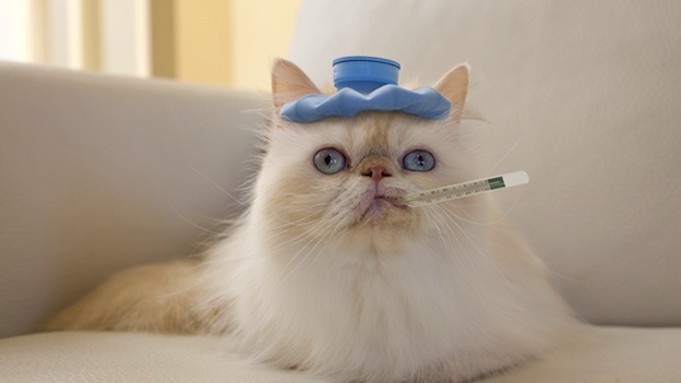 10 señales que indican que tu gato está enfermo