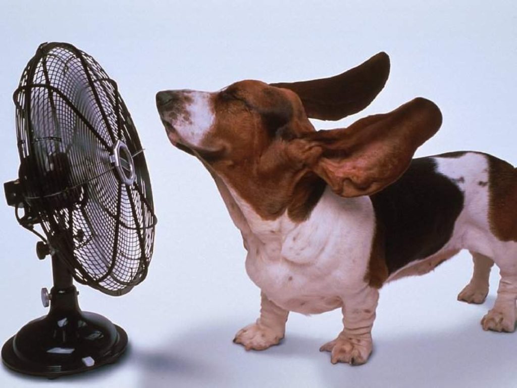 Advierten de golpes de calor en mascotas.