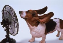 Advierten de golpes de calor en mascotas.