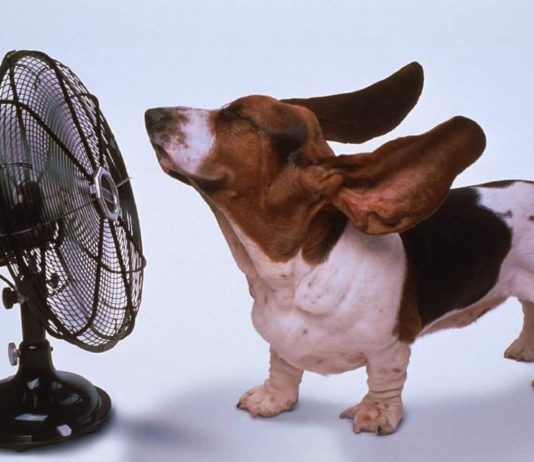 Advierten de golpes de calor en mascotas.