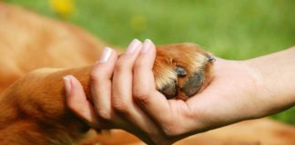 Aprende cómo detectar si se le irritan las patas a tu perrito