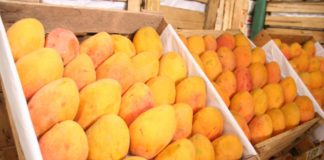 Inician coordinaciones para celebrar "Feria del Mango" en Tambogrande