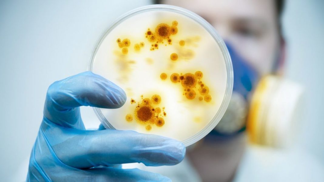 Piura: advierten presencia de bacteria que se transmite por el pollo y la leche en la región