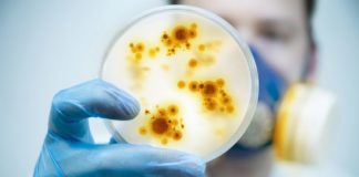 Piura: advierten presencia de bacteria que se transmite por el pollo y la leche en la región