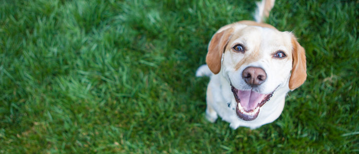 5 recomendaciones para prevenir que se pierda tu mascota