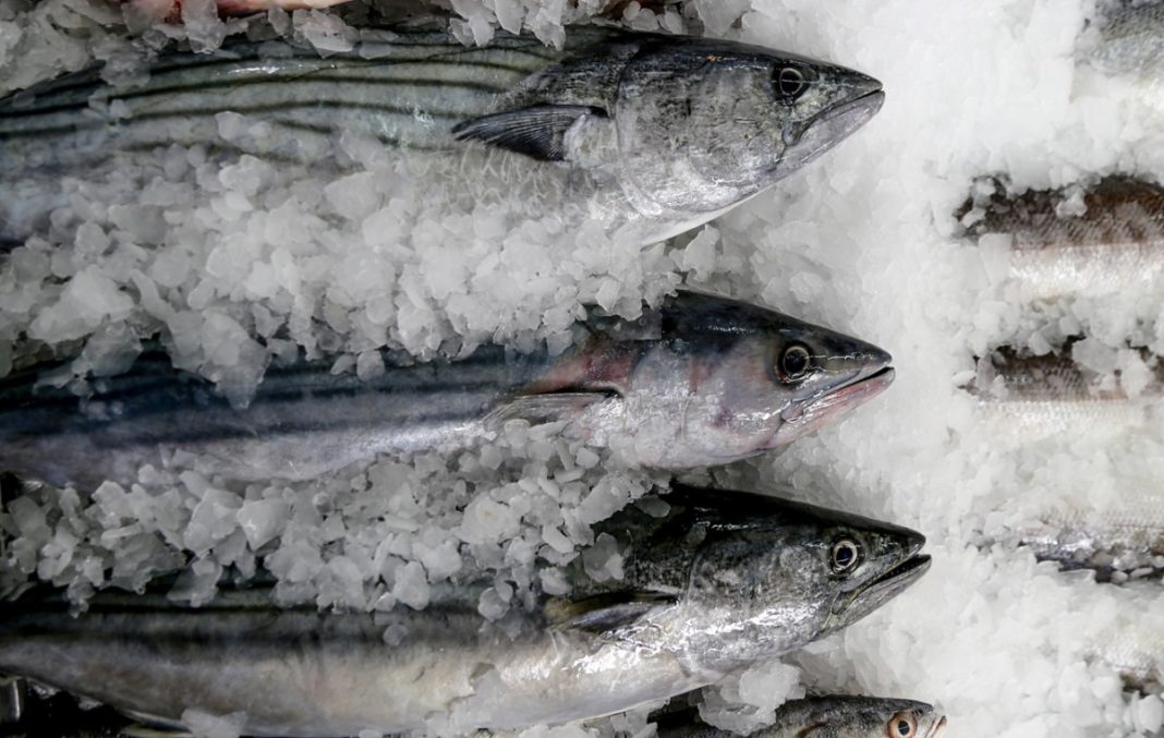 Semana Santa: sepa cómo seleccionar pescado fresco y sano