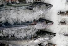 Semana Santa: sepa cómo seleccionar pescado fresco y sano