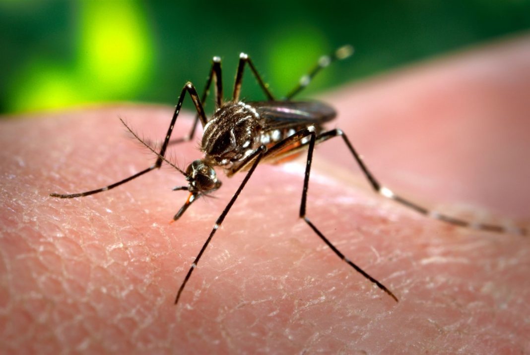 Más de 4 mil casos de dengue se registran en Piura en lo que va del año y sigue en aumento