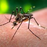 Más de 4 mil casos de dengue se registran en Piura en lo que va del año y sigue en aumento
