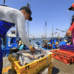 PESCA. PESCADORES. POTA. PRODUCE.