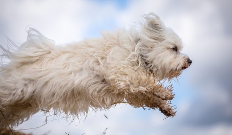 Día del Perro en Perú: cinco ideas para celebrar con tu mascota este 21 de julio