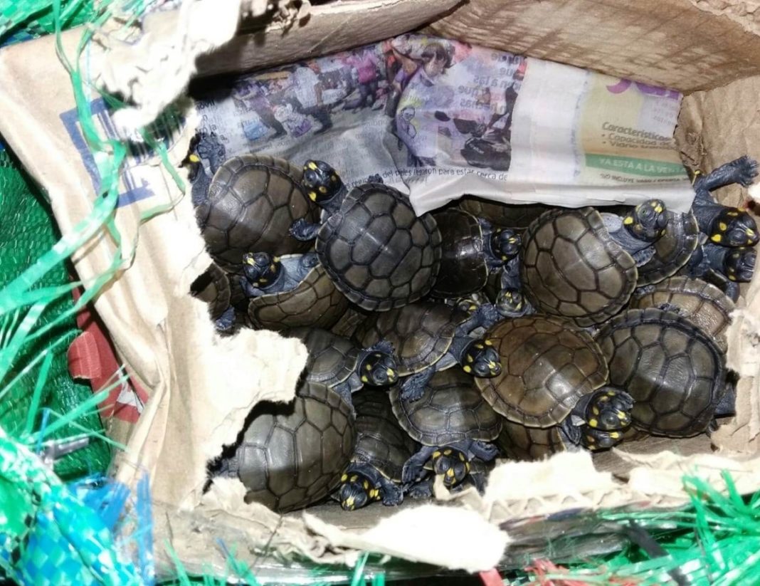 Autoridades rescatan 199 crías de tortugas taricayas en bus con destino a Tumbes