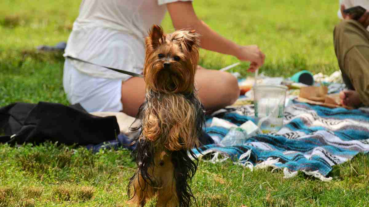 Perro en un día de picnic por el Día del Perro el 21 de julio