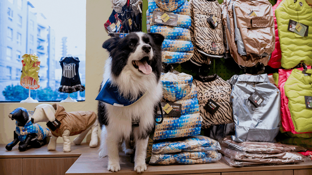Perro visitando una tienda por el Día del Perro que se celebra el 21 de julio