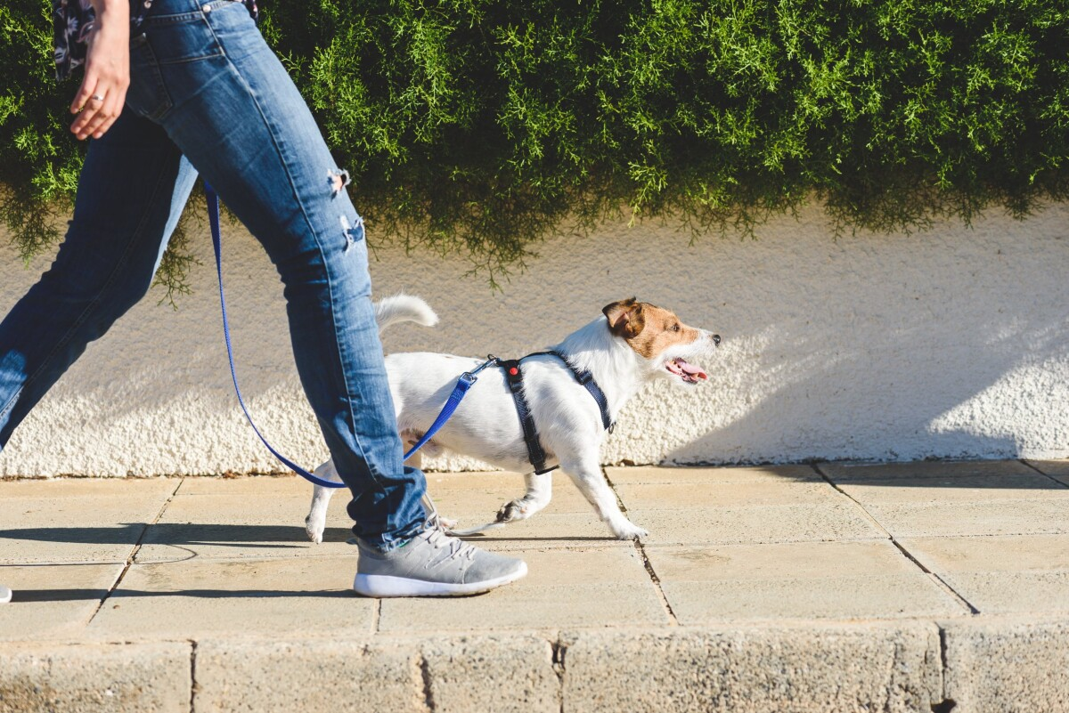 Dueño paseando a su perro por la ciudad durante el 21 de julio