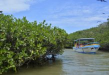 manglares-de-puerto-pizarro