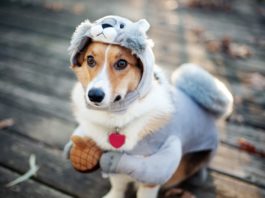 Recomendaciones para cuidar a tu mascota en otoño-invierno
