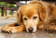 Depresión en perros: ¿por qué pasa y qué se puede hacer?