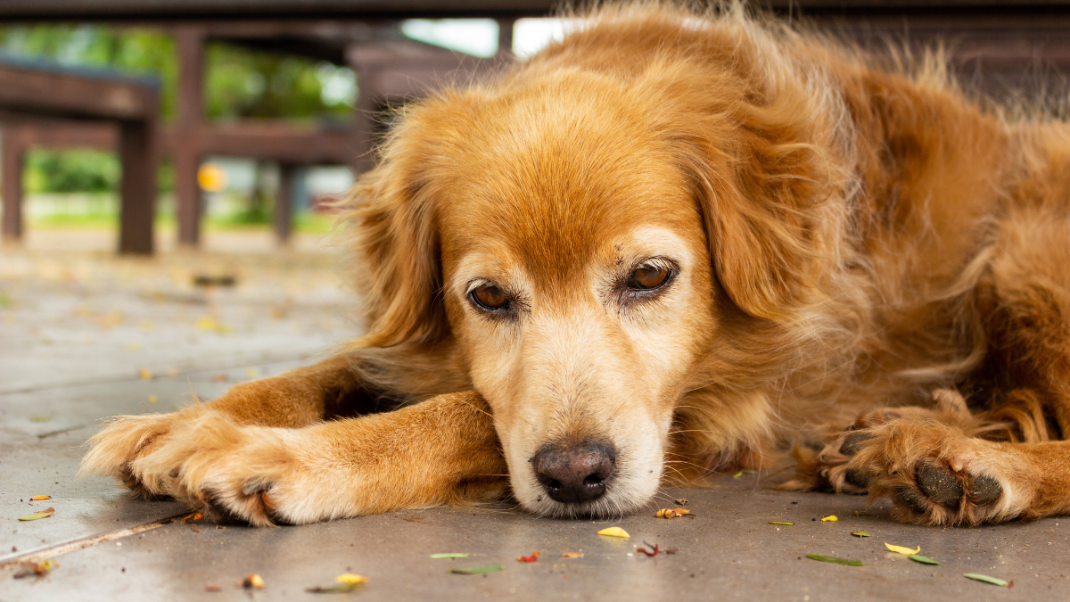 Depresión en perros: ¿por qué pasa y qué se puede hacer?
