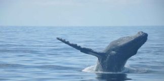 Promperú promociona diversos destinos, como el mar de Piura para el avistamiento de ballenas, por el feriado largo por Fiestas Patrias. ANDINA/Promperú