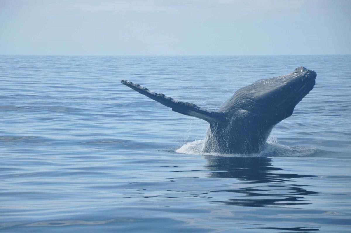 Promperú promociona diversos destinos, como el mar de Piura para el avistamiento de ballenas, por el feriado largo por Fiestas Patrias. ANDINA/Promperú