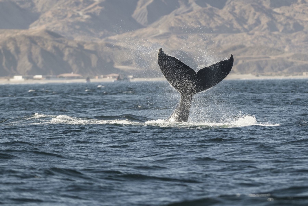 Promperú promociona diversos destinos, como el mar de Piura para el avistamiento de ballenas, por el feriado largo por Fiestas Patrias. ANDINA/Promperú