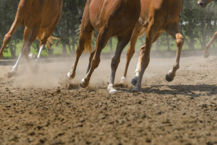 CABALLOS DE PASO PIURA