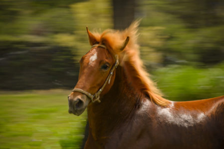 CABALLOS DE PASO PIURA