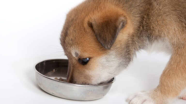 Diferencia entre comida para adultos y cachorros: conoce cuáles son