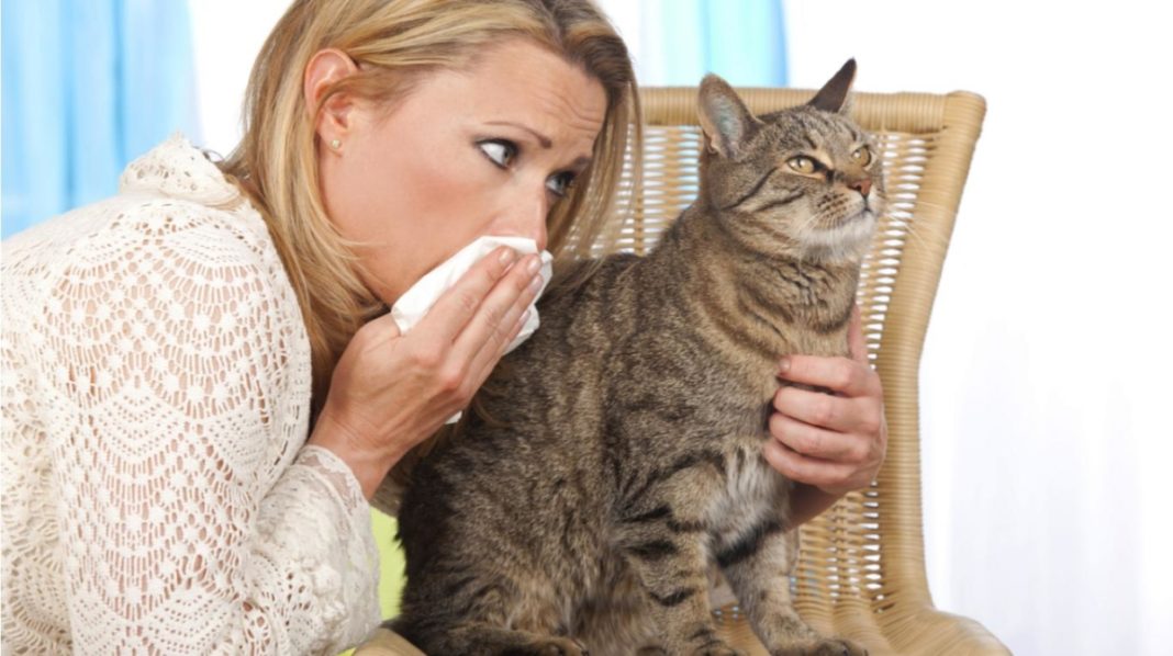 alergia-mascota-gato
