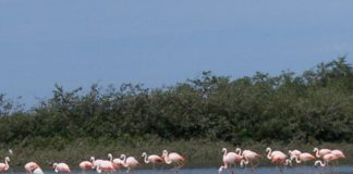 manglares-de-san-pedro