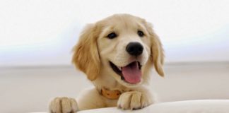 perrito-feliz-mascotas