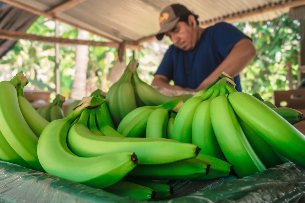 Piura: Científicos aplican inteligencia artificial para mejorar producción de banano orgánico