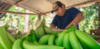 Piura: Científicos aplican inteligencia artificial para mejorar producción de banano orgánico