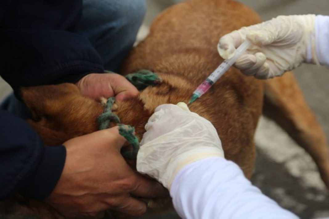 Piura: este domingo realizarán campaña de vacunación antirrábica canina