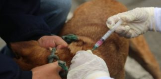 Piura: este domingo realizarán campaña de vacunación antirrábica canina