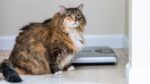 ¿Cómo saber si tu gato tiene obesidad?