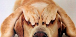 Conoce los 5 miedos más comunes de los perros