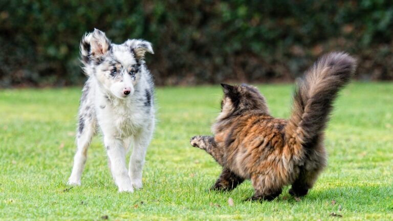 ¿Es realmente cierto que los perros y los gatos se odian?