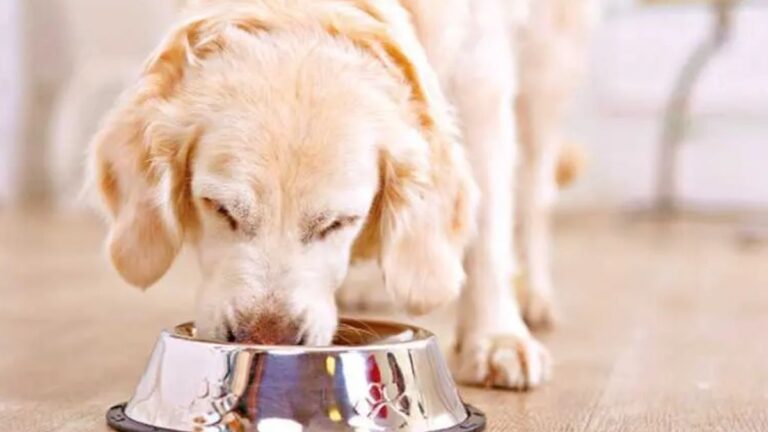 ¿Qué le puedo dar de comer a mi perro si no tengo croquetas?