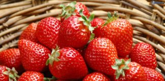 La solución: cómo acabar con los parásitos de las fresas