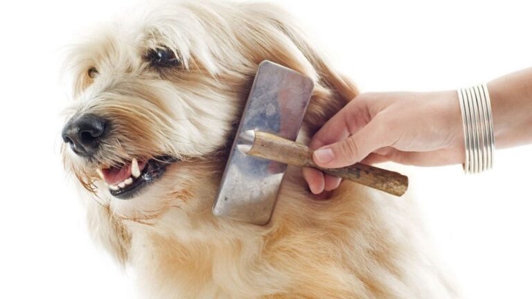 Tips caseros para desenredar el pelo de tu perrito